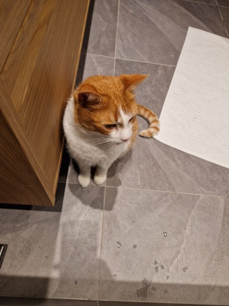 Hymns in Minor Keys & the Russian Easter Overture - the Excellent Cats ignore Culture.....