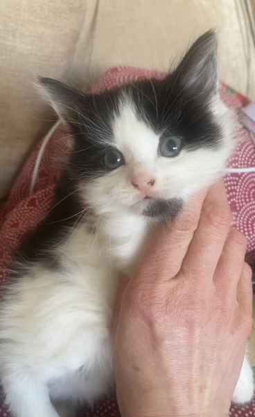 Advice please, Baby cats have arrived!