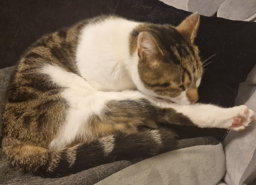 Thread 22 Starmer - Running up to local elections