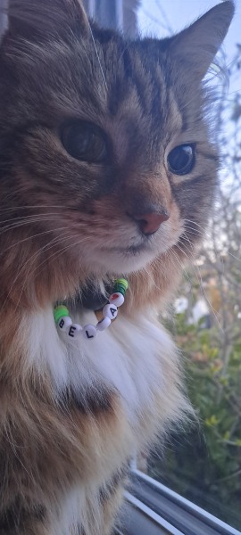 Bella