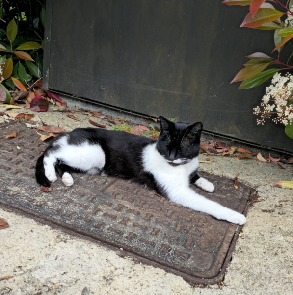 Hymns in Minor Keys & the Russian Easter Overture - the Excellent Cats ignore Culture.....