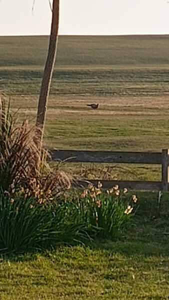 Thread 21 Starmer - Casting Nasturtiums