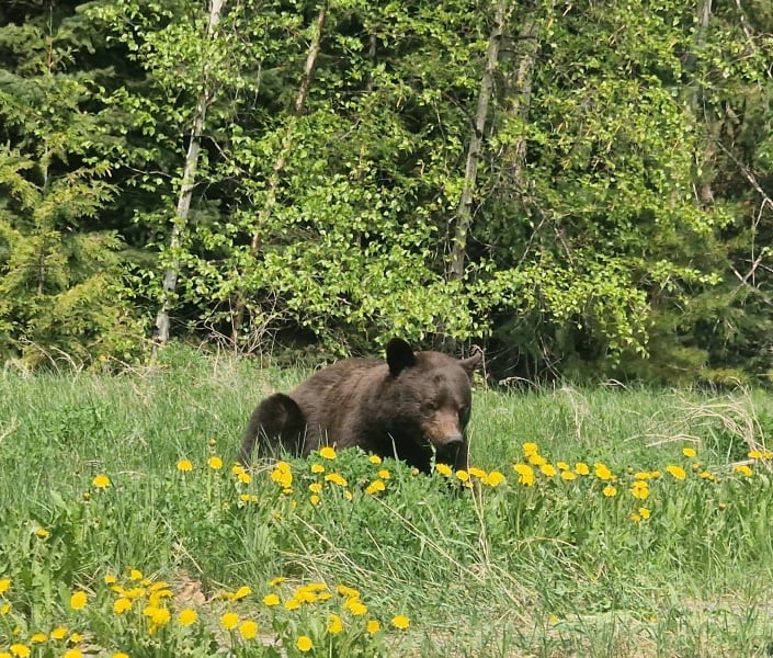 Canada 🇨🇦 summer 2026
