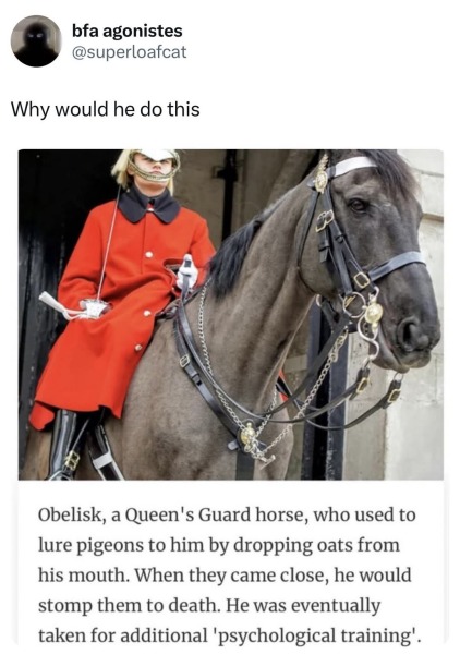 Humane ways to minimise pigeons in my garden?