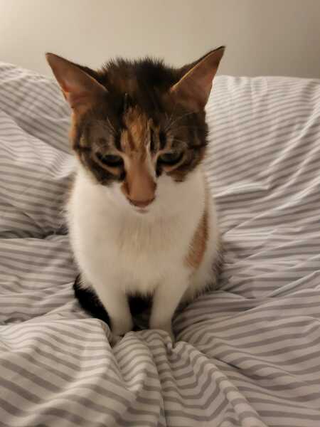 Hymns in Minor Keys & the Russian Easter Overture - the Excellent Cats ignore Culture.....