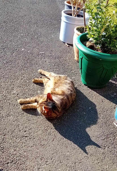 Hymns in Minor Keys & the Russian Easter Overture - the Excellent Cats ignore Culture.....