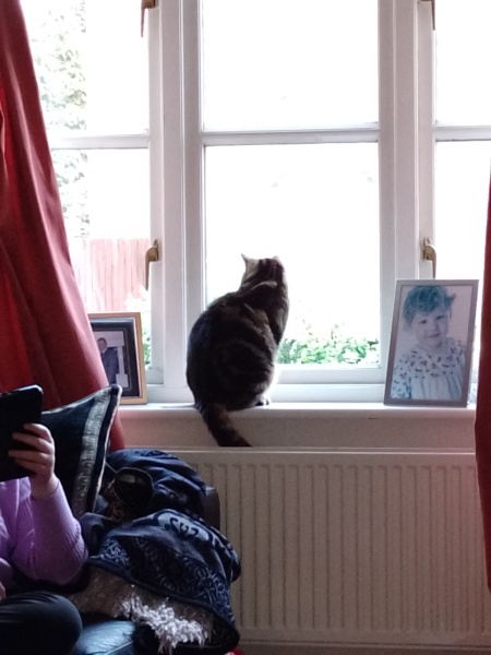 Hymns in Minor Keys & the Russian Easter Overture - the Excellent Cats ignore Culture.....