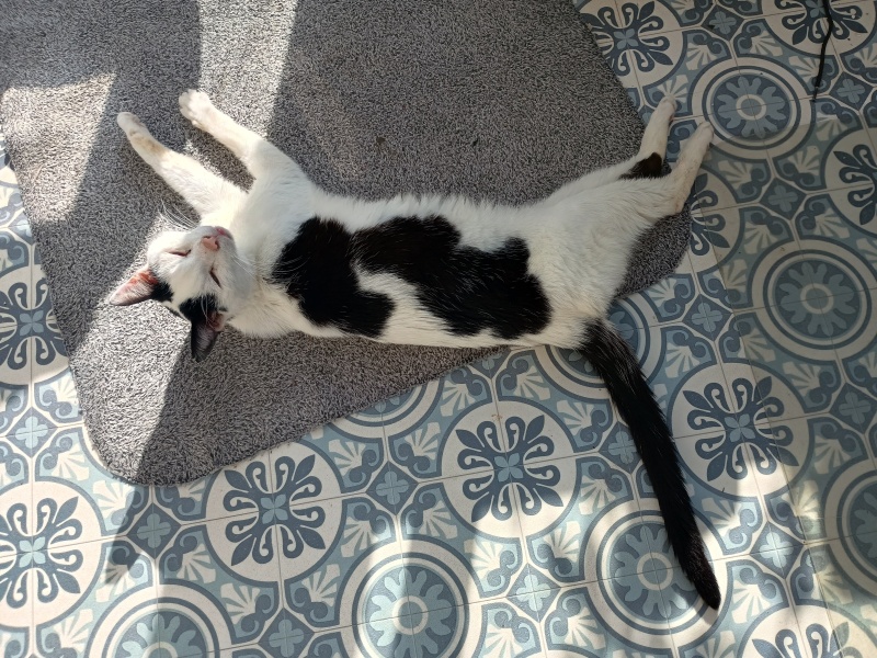 When to put our cat down - help!