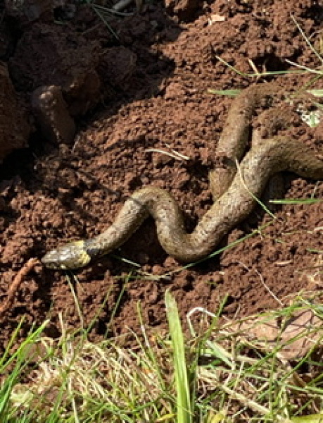 Grass snakes