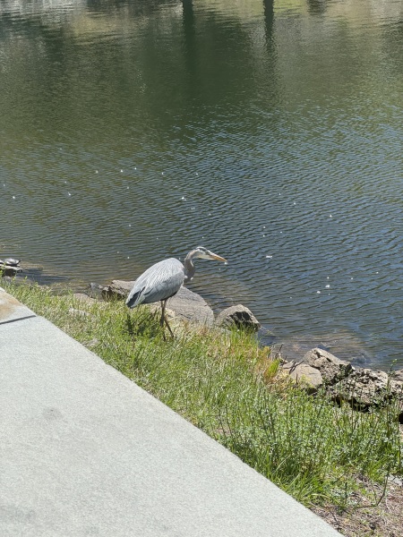 Come and tell us your dull and unexciting news 33: Calmly through the day