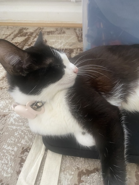 Advice please, Baby cats have arrived!