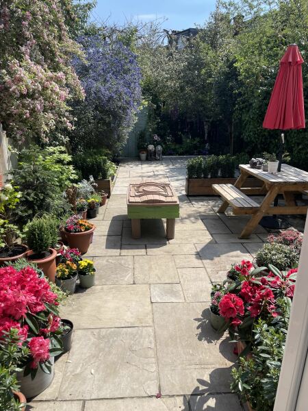 Is my Ceanothus dead?