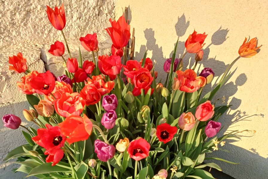 Thread 22 Starmer - Running up to local elections