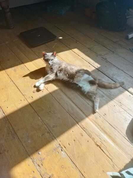 Hymns in Minor Keys & the Russian Easter Overture - the Excellent Cats ignore Culture.....