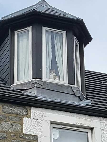 Hymns in Minor Keys & the Russian Easter Overture - the Excellent Cats ignore Culture.....