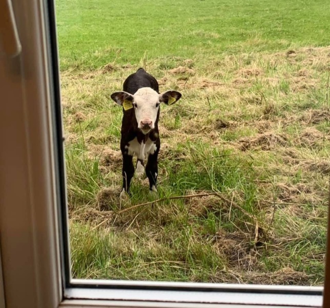 My nextdoor neighbour has just had triplets. Aren’t they gorgeous?