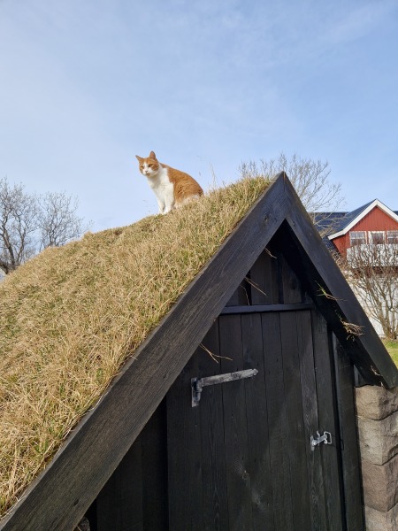 Hymns in Minor Keys & the Russian Easter Overture - the Excellent Cats ignore Culture.....