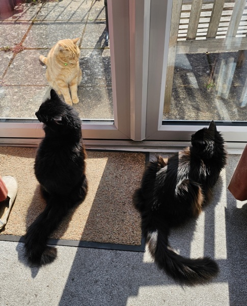 Hymns in Minor Keys & the Russian Easter Overture - the Excellent Cats ignore Culture.....