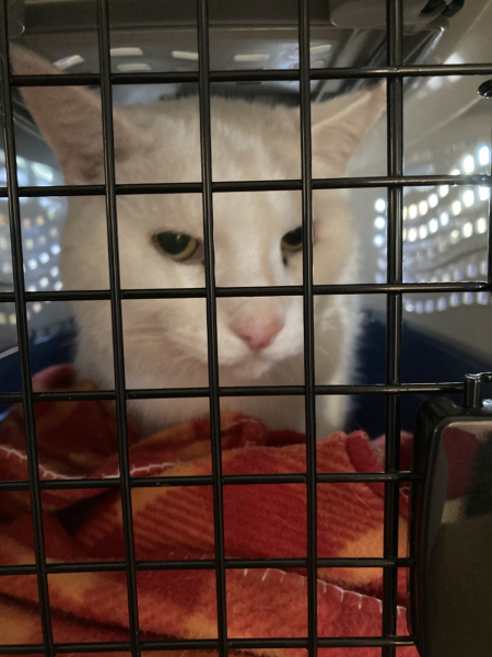 Cat carrier