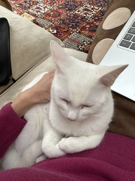 Hymns in Minor Keys & the Russian Easter Overture - the Excellent Cats ignore Culture.....