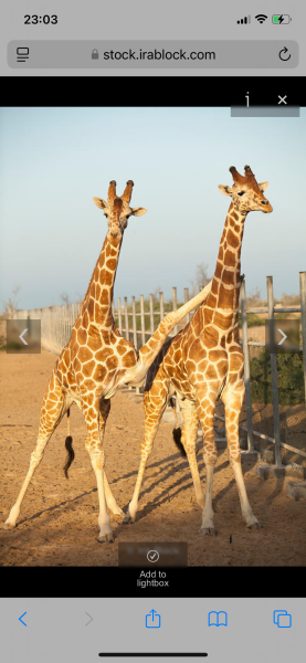 Hypothetical question about giraffes
