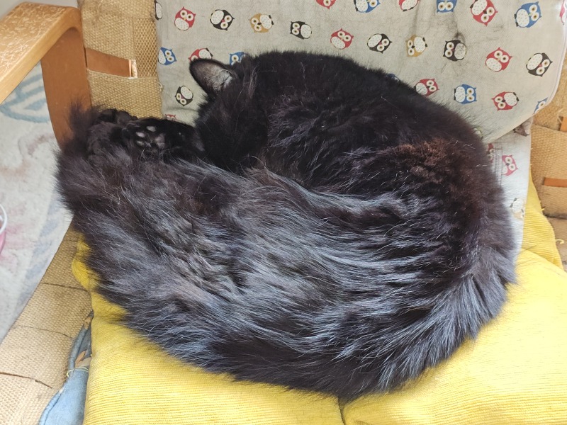 Hymns in Minor Keys & the Russian Easter Overture - the Excellent Cats ignore Culture.....