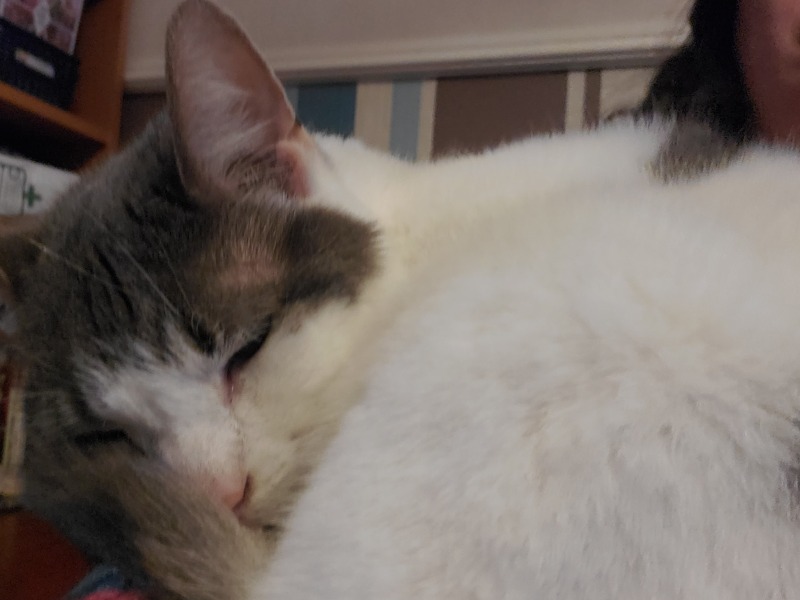 To ask if you have a velcro cat?