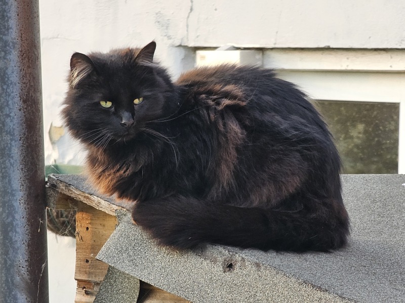 Hymns in Minor Keys & the Russian Easter Overture - the Excellent Cats ignore Culture.....