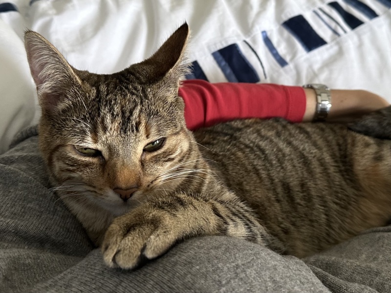 Hymns in Minor Keys & the Russian Easter Overture - the Excellent Cats ignore Culture.....