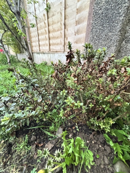 What is this and why is it dying?!