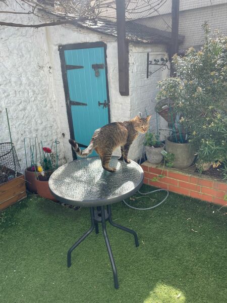 Getting Elton used to a new neighbour