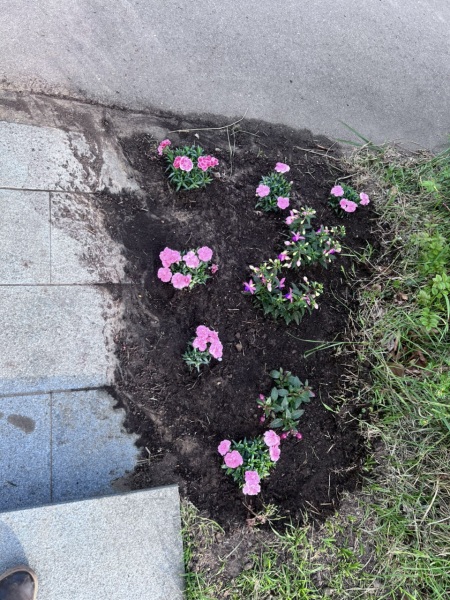 What can I put in the border?