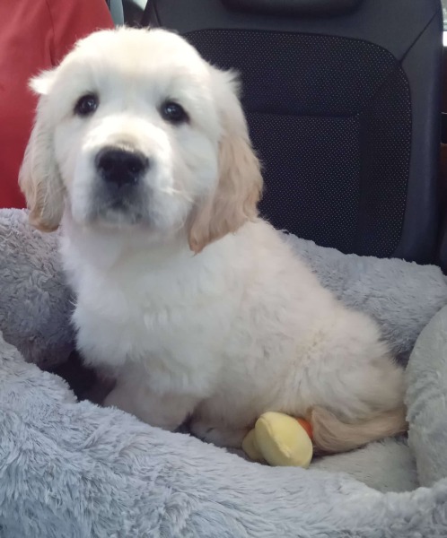 T-minus 6 days till our puppy comes home with us!