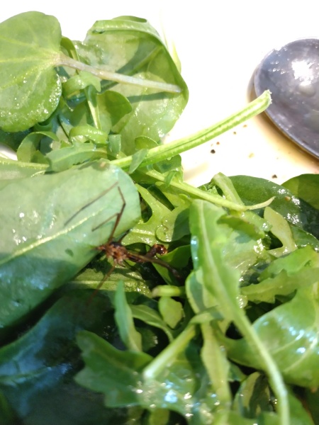 Arachnophobes, do not read! Unwelcome (dead) visitor in my shop-bought salad leaves