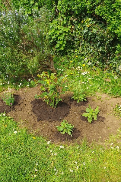 Help me position the plants please