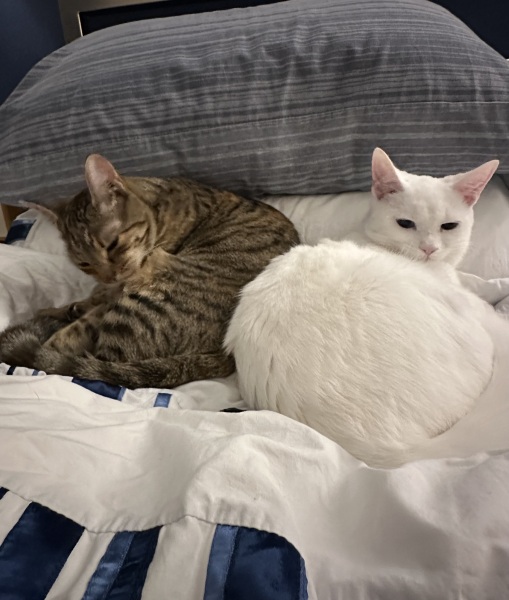 Hymns in Minor Keys & the Russian Easter Overture - the Excellent Cats ignore Culture.....