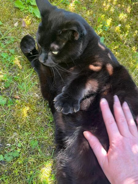 Hymns in Minor Keys & the Russian Easter Overture - the Excellent Cats ignore Culture.....