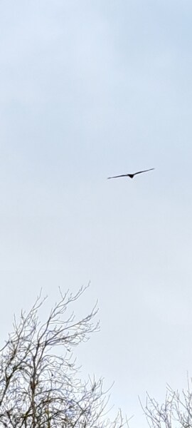 Thread 21 Starmer - Casting Nasturtiums