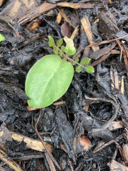 Plant ID pretty please