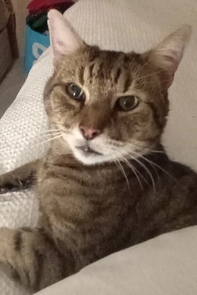 Hymns in Minor Keys & the Russian Easter Overture - the Excellent Cats ignore Culture.....