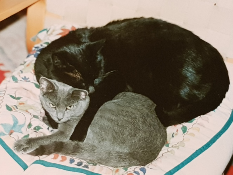 Hymns in Minor Keys & the Russian Easter Overture - the Excellent Cats ignore Culture.....