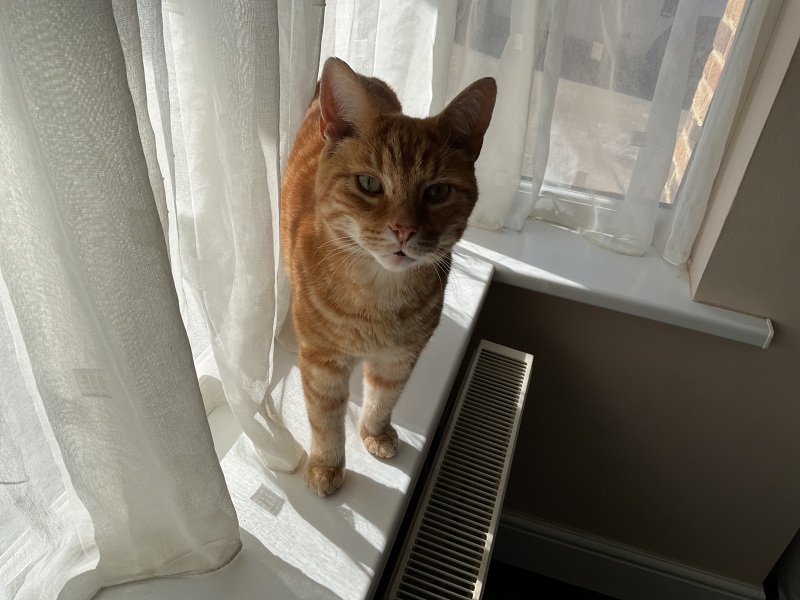 If I said this to the vet would the think I was bonkers?
