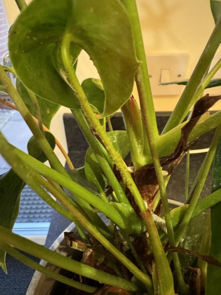 Shall I give up on this houseplant (aphids!)