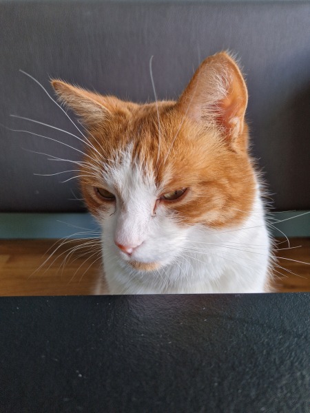 Hymns in Minor Keys & the Russian Easter Overture - the Excellent Cats ignore Culture.....