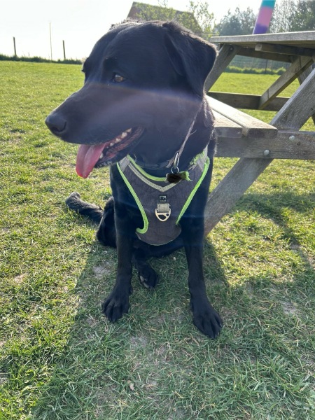 Hand hold please. Beloved Labrador hit by car and losing her leg
