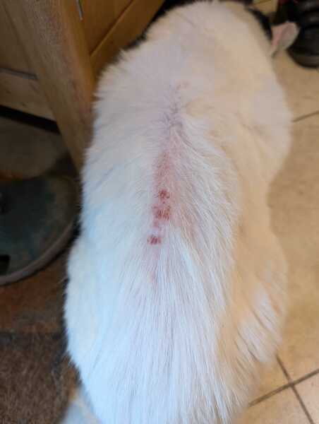 overgrooming/weight loss - help please!