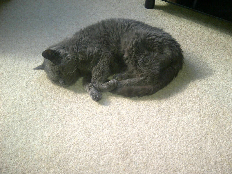 Hymns in Minor Keys & the Russian Easter Overture - the Excellent Cats ignore Culture.....