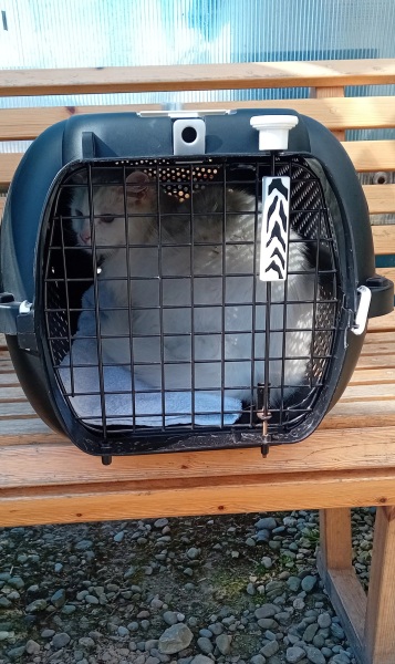 Hymns in Minor Keys & the Russian Easter Overture - the Excellent Cats ignore Culture.....