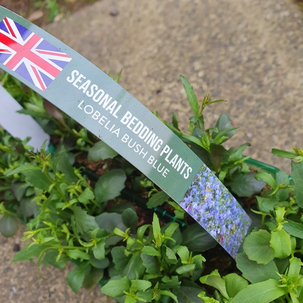 Lobelia Bush blue - annual or perennial?