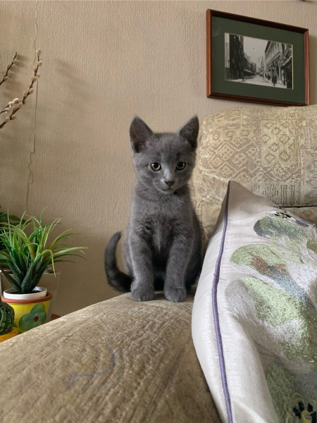 Hymns in Minor Keys & the Russian Easter Overture - the Excellent Cats ignore Culture.....